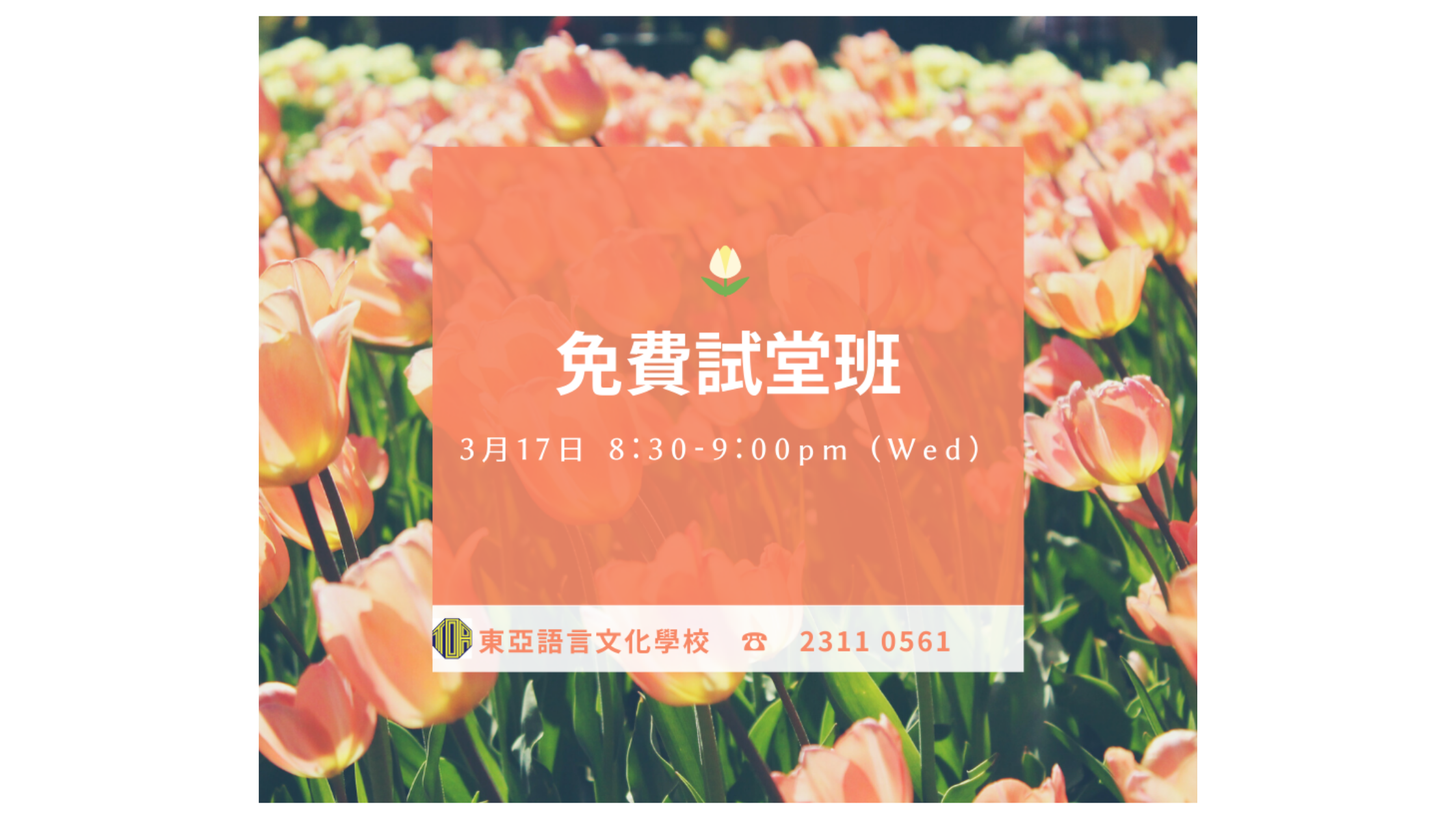 香港　東亞　日文　日本語　学校　広東語　北京語　hongkong toa japanese school cantonese chinese free trial lesson 免費試堂　語言